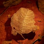 Tabaco negro curado al aire de alta calidad en hoja
