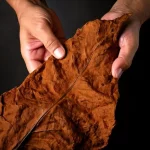 Tabaco de hoja entera natural listo para cortar