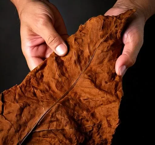 Tabaco de hoja entera natural listo para cortar