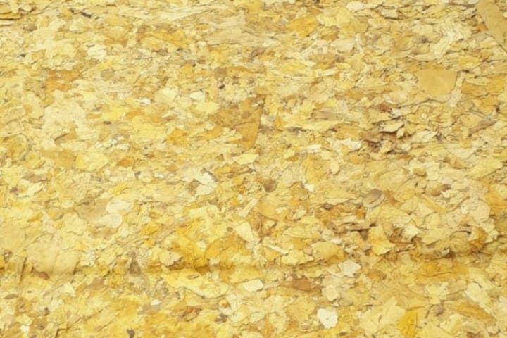 Hojas frescas de tabaco Virginia Lemon color amarillo limón, listas para tabaco artesanal.