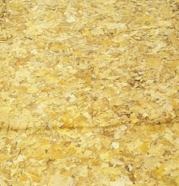 Hojas frescas de tabaco Virginia Lemon color amarillo limón, listas para tabaco artesanal.
