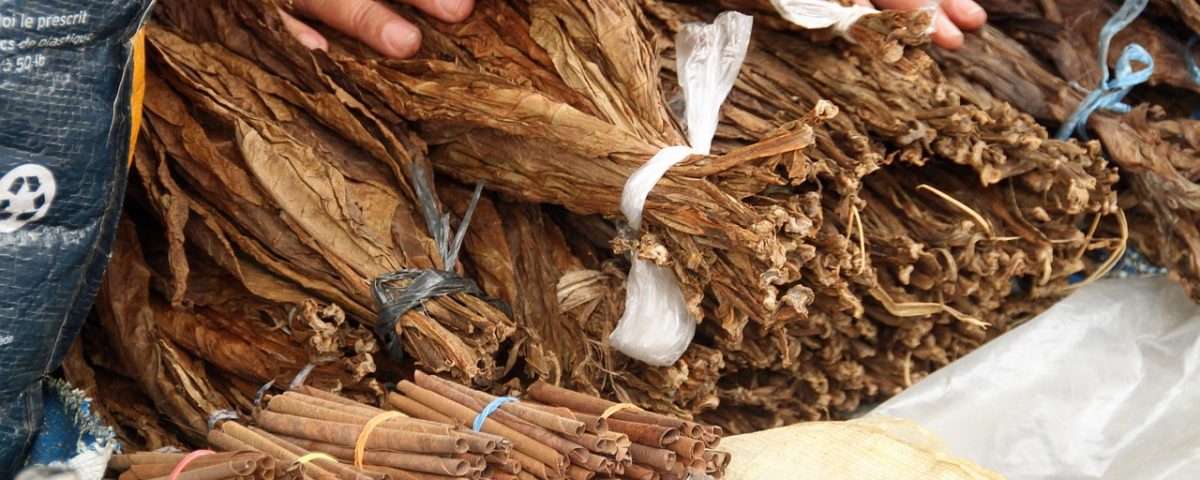 Hojas de tabaco natural conservadas en envase hermético